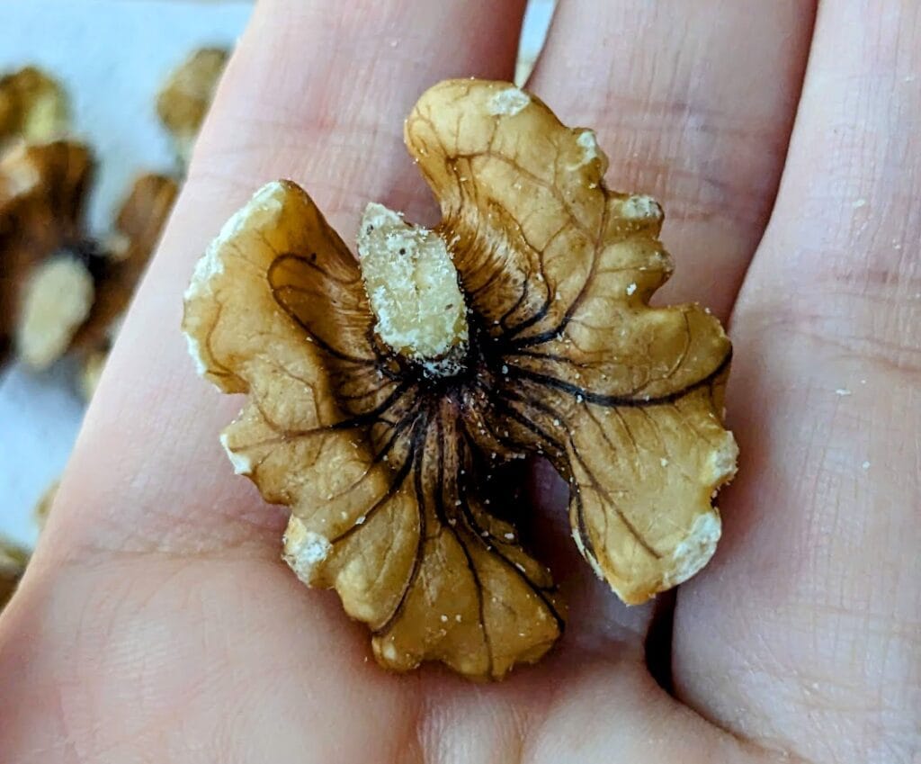 A hand holding half a walnut from Costco.