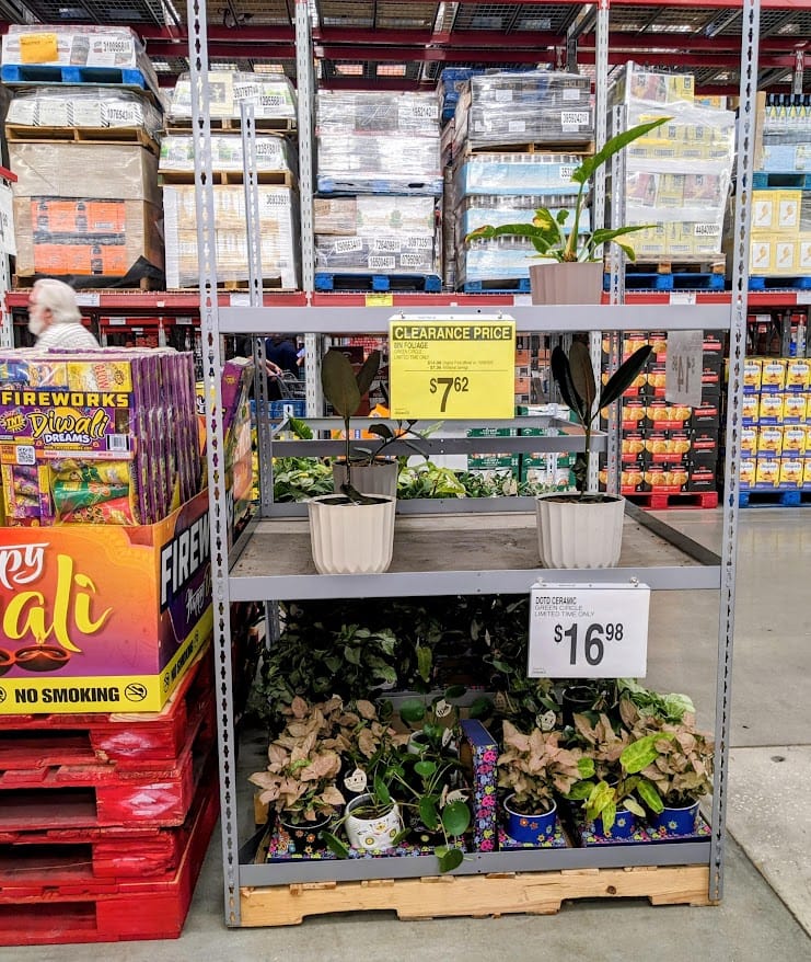 Live potted plants on a shelf inside the Sam's Club Produce section.