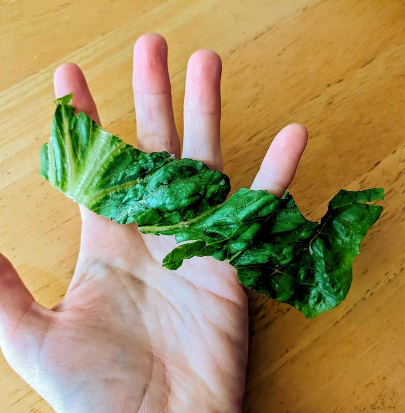 A hand holding a huge piece of romaine lettuce from a bag of Taylor Farms Ultimate Caesar Salad.