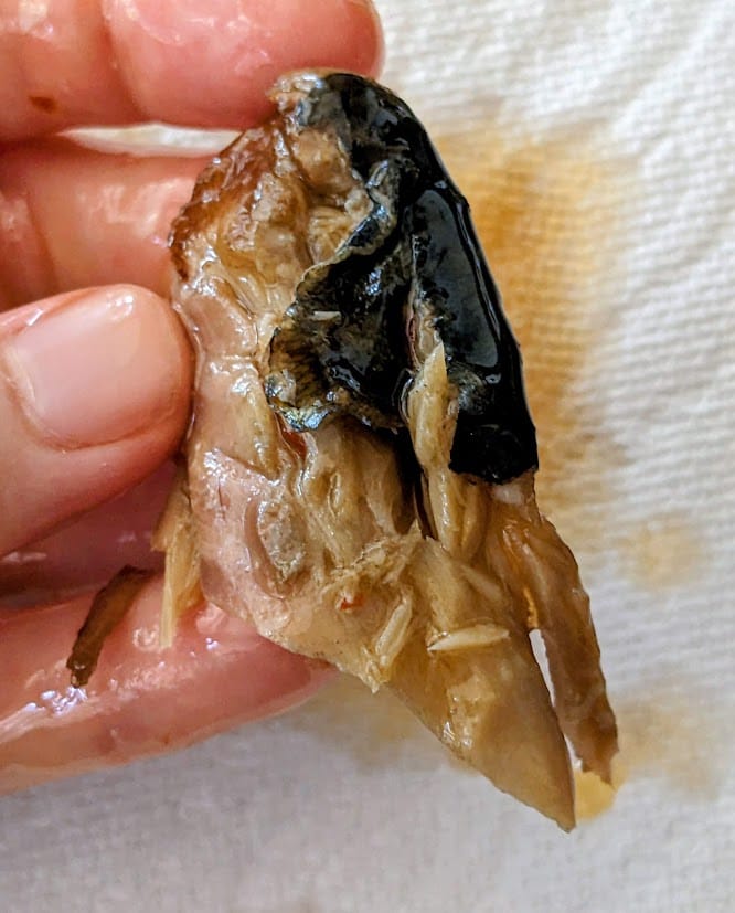 Fingers holding a piece of Fishwife smoked mackerel, showing the skin.