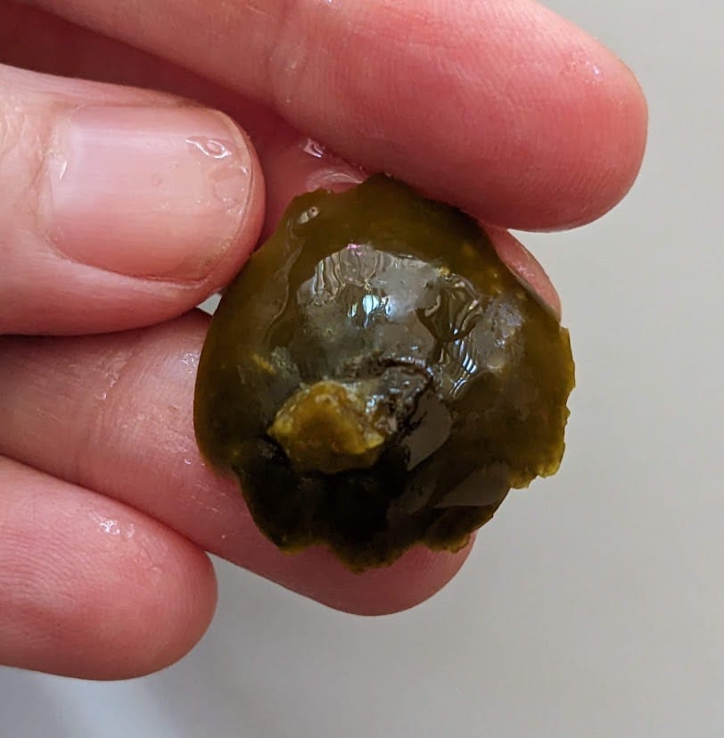 Fingers holding a Bubbies Bread & Butter pickle piece cut from the stem end of a cucumber.